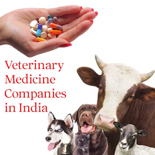 The Role of Veterinary Medicine Companies in Animal Welfare in India 