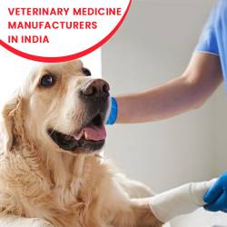 How to Choose the Right Veterinary Medicine for Your Pets Fever