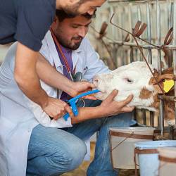 Innovations in Animal Care 4 Ways How Veterinary Pharma Companies Keep Your Pets Safe